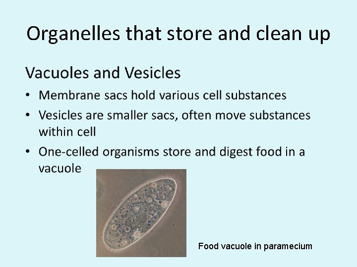 Organelles that store and clean up Food vacuole in paramecium 