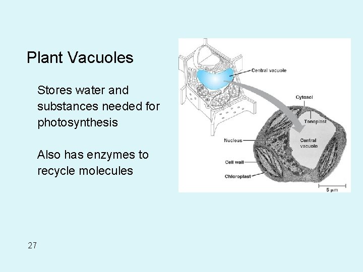 Plant Vacuoles Stores water and substances needed for photosynthesis Also has enzymes to recycle