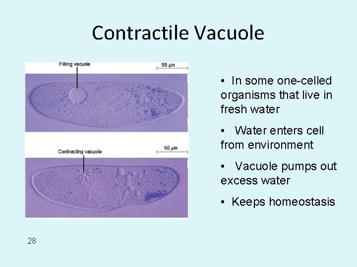 Contractile Vacuole • In some one-celled organisms that live in fresh water • Water