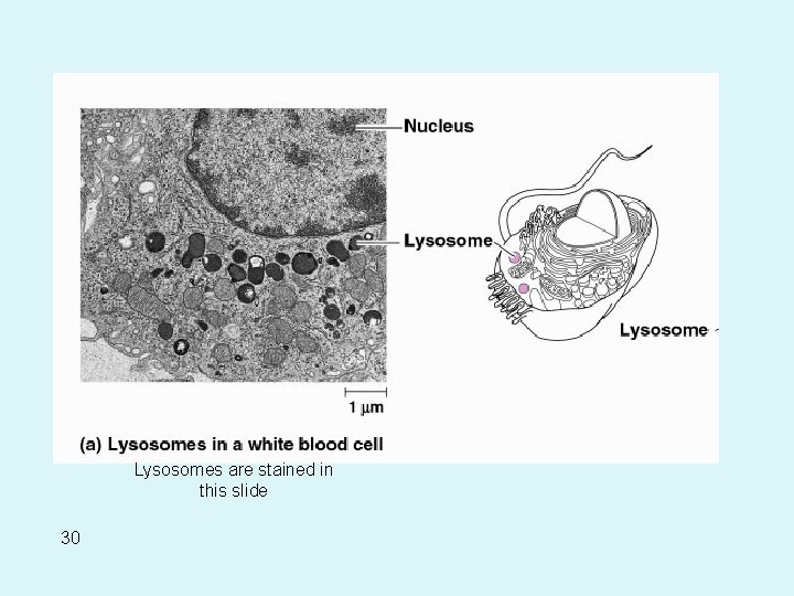 Lysosomes are stained in this slide 30 