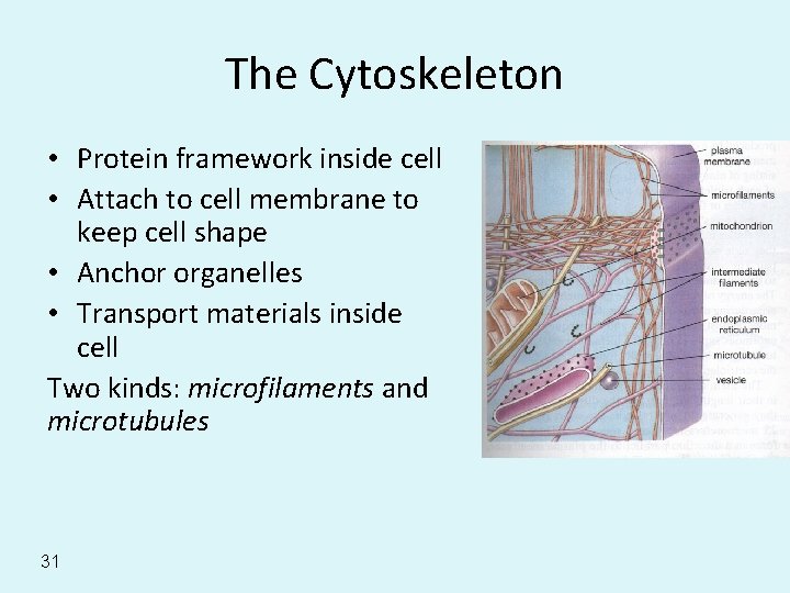 The Cytoskeleton • Protein framework inside cell • Attach to cell membrane to keep