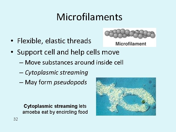 Microfilaments • Flexible, elastic threads • Support cell and help cells move – Move