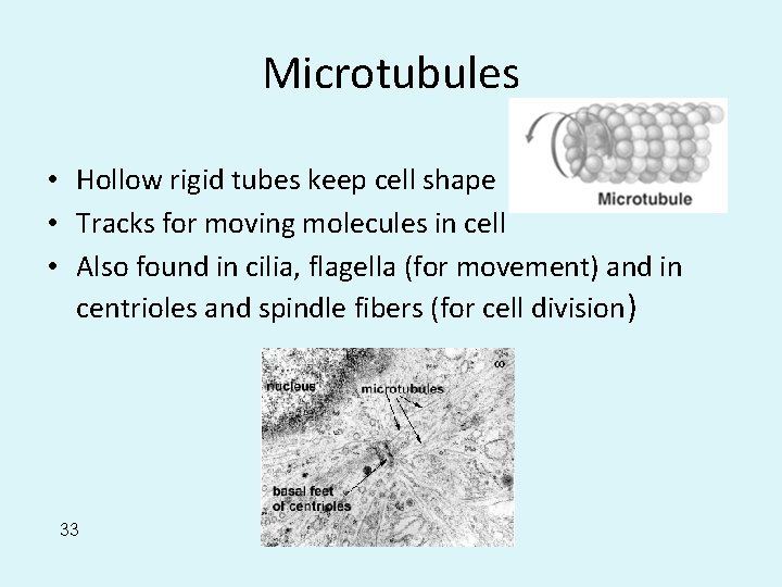 Microtubules • Hollow rigid tubes keep cell shape • Tracks for moving molecules in