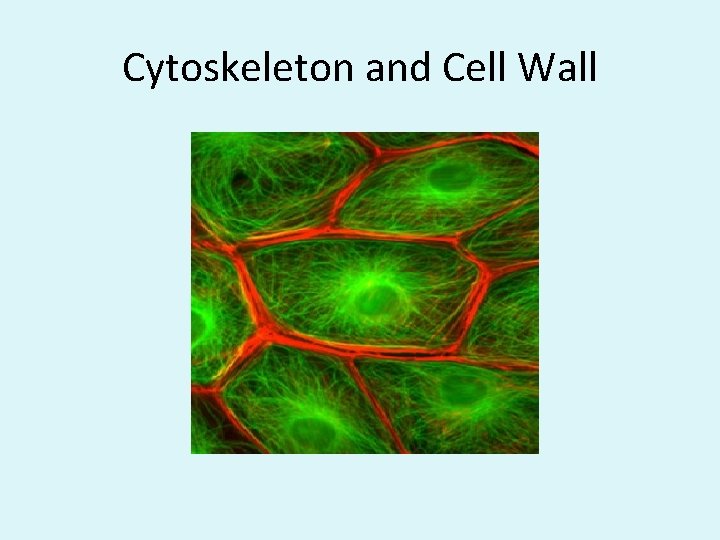 Cytoskeleton and Cell Wall 