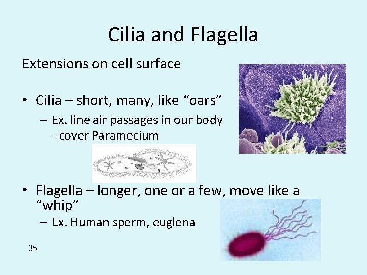 Cilia and Flagella Extensions on cell surface • Cilia – short, many, like “oars”