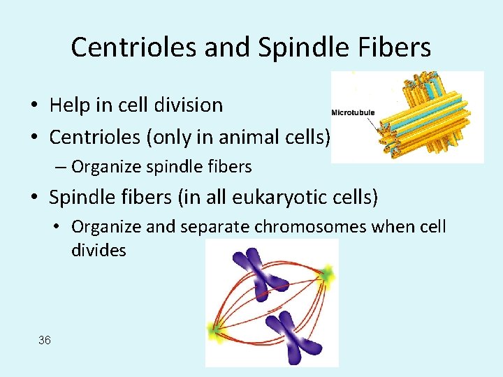 Centrioles and Spindle Fibers • Help in cell division • Centrioles (only in animal