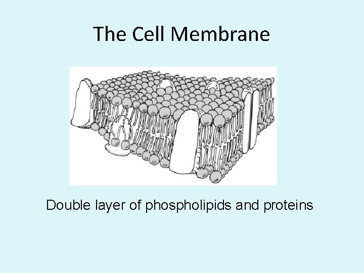 The Cell Membrane Double layer of phospholipids and proteins 