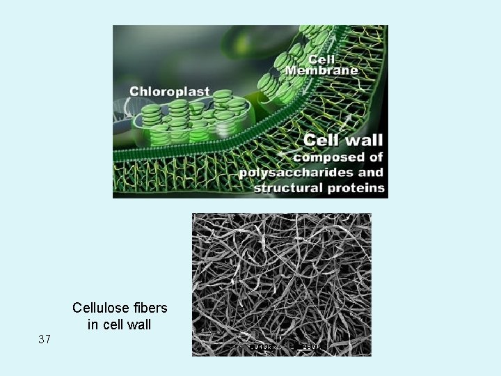 Cellulose fibers in cell wall 37 