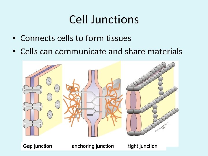 Cell Junctions • Connects cells to form tissues • Cells can communicate and share