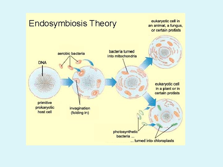 Endosymbiosis Theory 