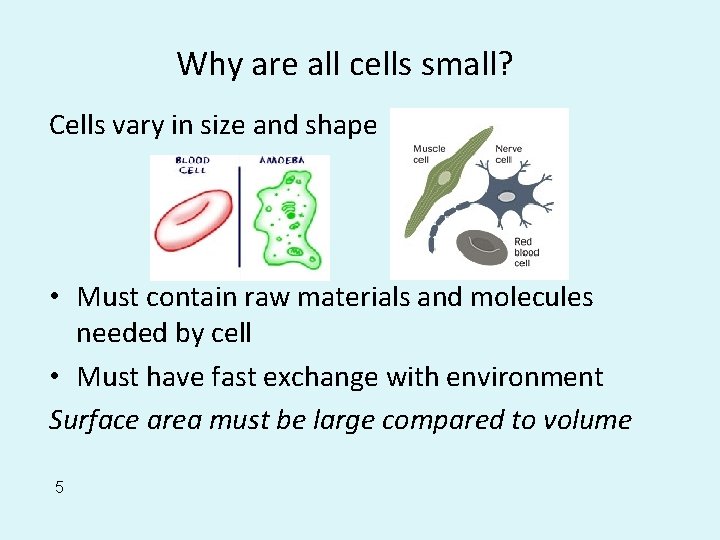 Why are all cells small? Cells vary in size and shape • Must contain