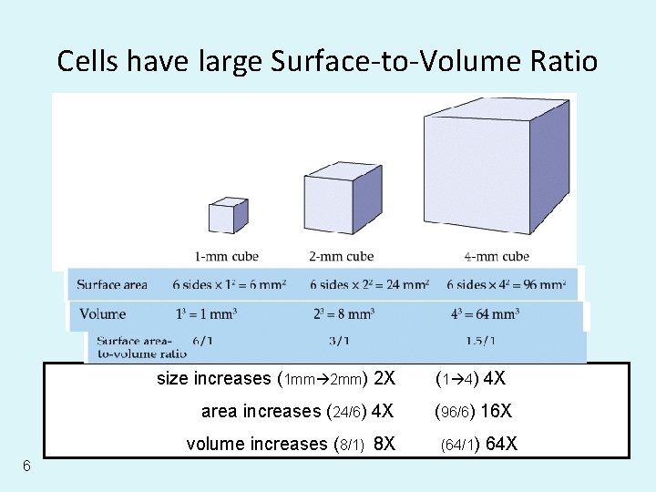 Cells have large Surface-to-Volume Ratio size increases (1 mm 2 mm) 2 X area