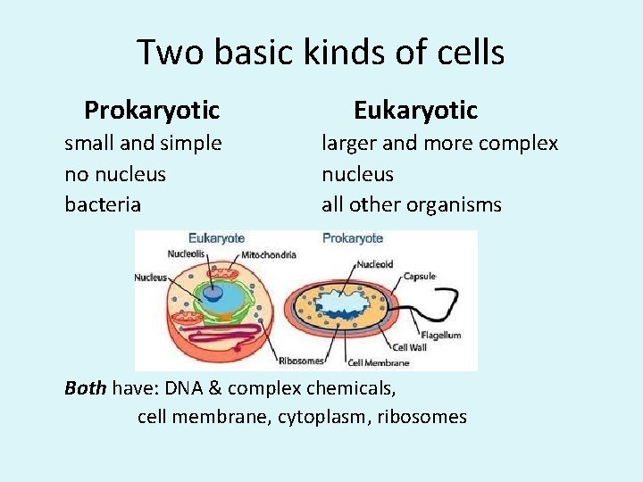 Two basic kinds of cells Prokaryotic small and simple no nucleus bacteria Eukaryotic larger