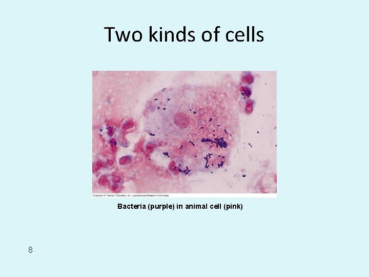 Two kinds of cells Bacteria (purple) in animal cell (pink) 8 