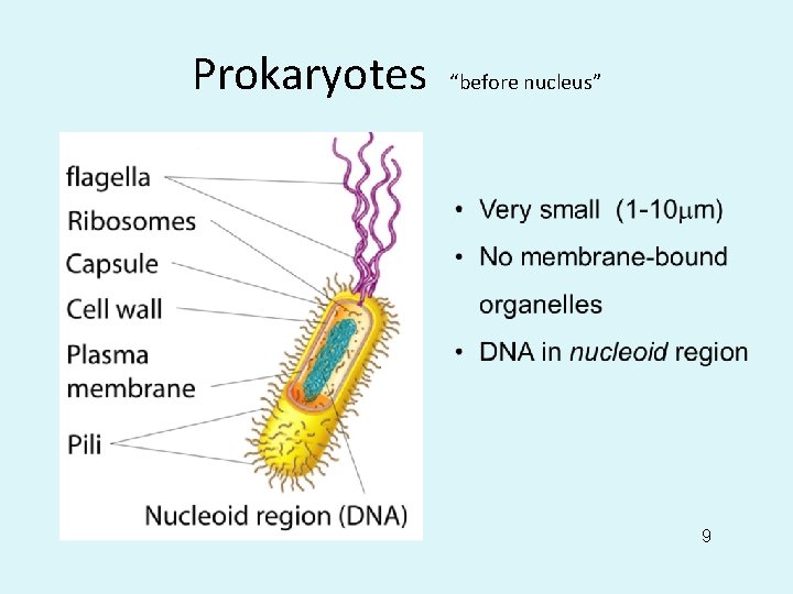 Prokaryotes “before nucleus” 9 