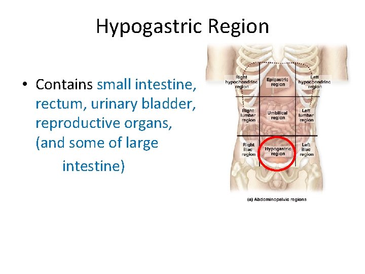Hypogastric Region • Contains small intestine, rectum, urinary bladder, reproductive organs, (and some of Hypogastric Region • Contains small intestine, rectum, urinary bladder, reproductive organs, (and some of