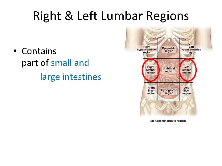 Right & Left Lumbar Regions • Contains part of small and large intestines  Right & Left Lumbar Regions • Contains part of small and large intestines