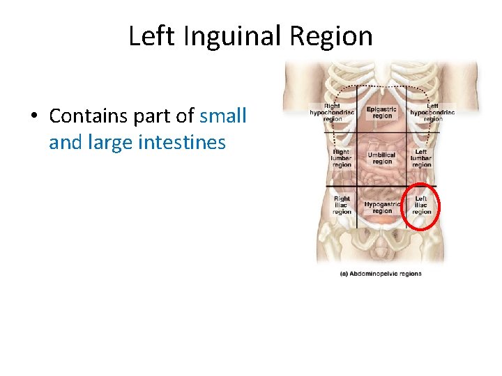 Left Inguinal Region • Contains part of small and large intestines  Left Inguinal Region • Contains part of small and large intestines