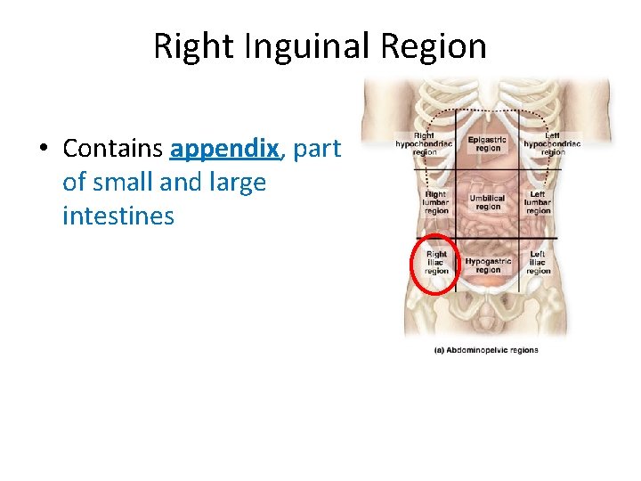 Right Inguinal Region • Contains appendix, part of small and large intestines  Right Inguinal Region • Contains appendix, part of small and large intestines