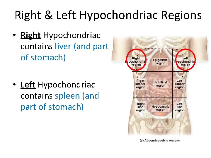 Right & Left Hypochondriac Regions • Right Hypochondriac contains liver (and part of stomach) Right & Left Hypochondriac Regions • Right Hypochondriac contains liver (and part of stomach)