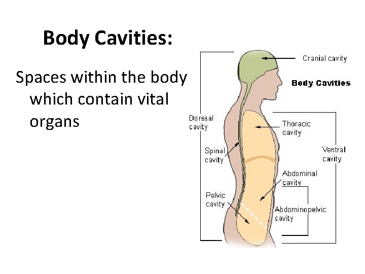 Body Cavities: Spaces within the body which contain vital organs  Body Cavities: Spaces within the body which contain vital organs