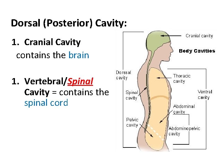 Dorsal (Posterior) Cavity: 1. Cranial Cavity contains the brain 1. Vertebral/Spinal Cavity = contains Dorsal (Posterior) Cavity: 1. Cranial Cavity contains the brain 1. Vertebral/Spinal Cavity = contains