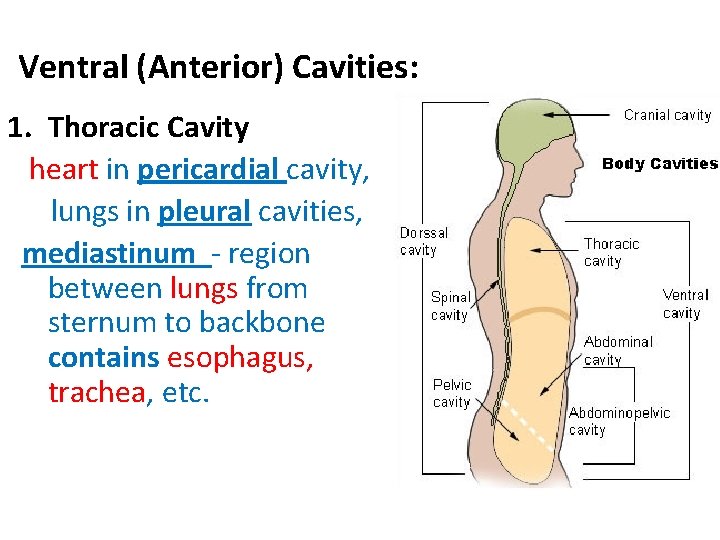Ventral (Anterior) Cavities: 1. Thoracic Cavity heart in pericardial cavity, lungs in pleural cavities, Ventral (Anterior) Cavities: 1. Thoracic Cavity heart in pericardial cavity, lungs in pleural cavities,