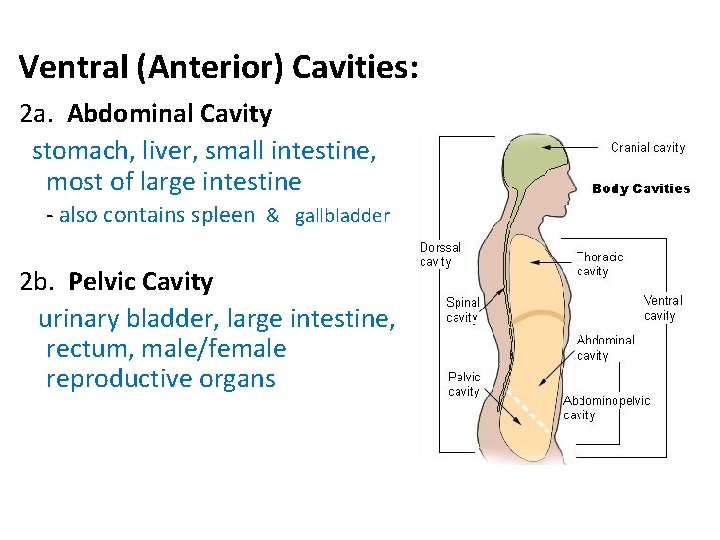 Ventral (Anterior) Cavities: 2 a. Abdominal Cavity stomach, liver, small intestine, most of large Ventral (Anterior) Cavities: 2 a. Abdominal Cavity stomach, liver, small intestine, most of large