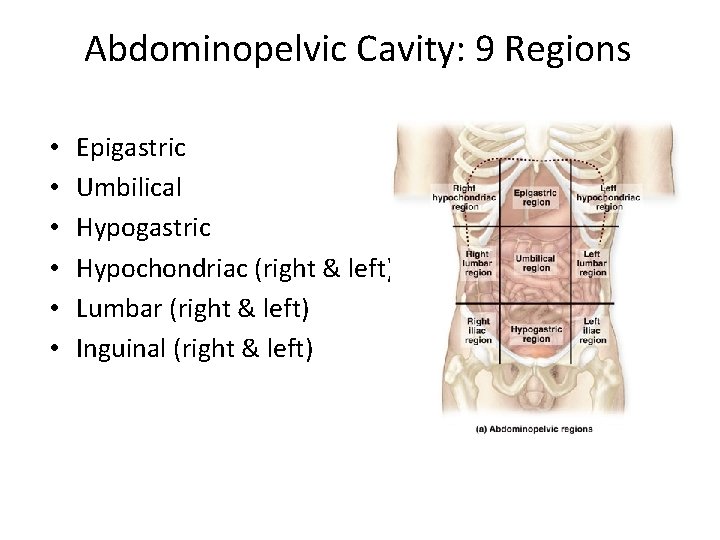 Abdominopelvic Cavity: 9 Regions • • • Epigastric Umbilical Hypogastric Hypochondriac (right & left) Abdominopelvic Cavity: 9 Regions • • • Epigastric Umbilical Hypogastric Hypochondriac (right & left)