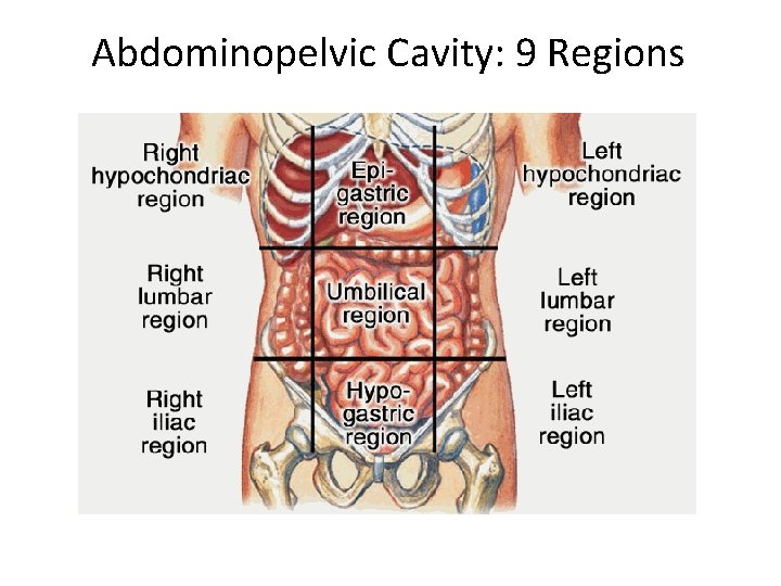 Abdominopelvic Cavity: 9 Regions  Abdominopelvic Cavity: 9 Regions