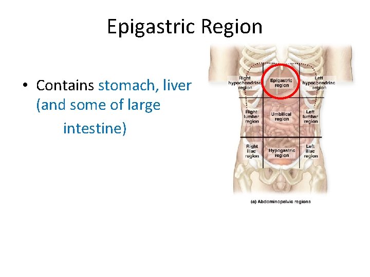 Epigastric Region • Contains stomach, liver (and some of large intestine)  Epigastric Region • Contains stomach, liver (and some of large intestine)