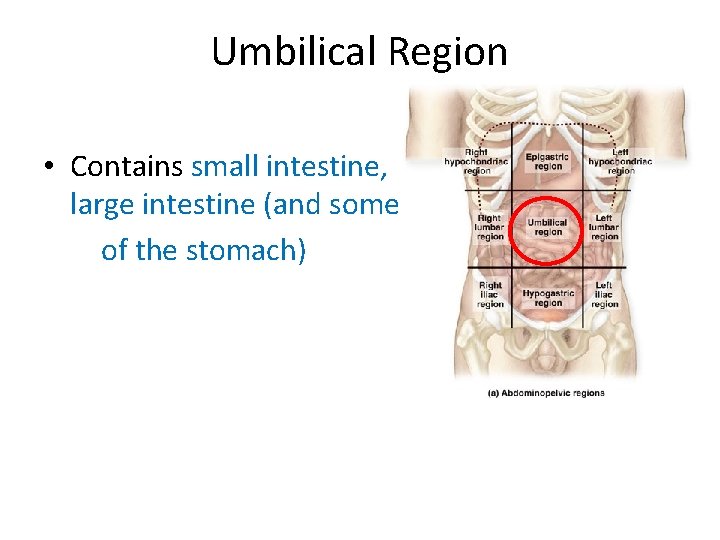 Umbilical Region • Contains small intestine, large intestine (and some of the stomach)  Umbilical Region • Contains small intestine, large intestine (and some of the stomach)