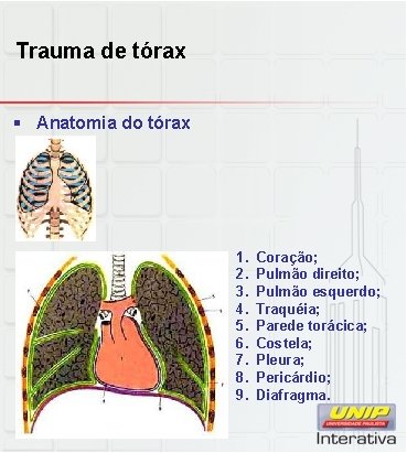 Trauma de tórax § Anatomia do tórax 1. 2. 3. 4. 5. 6. 7.