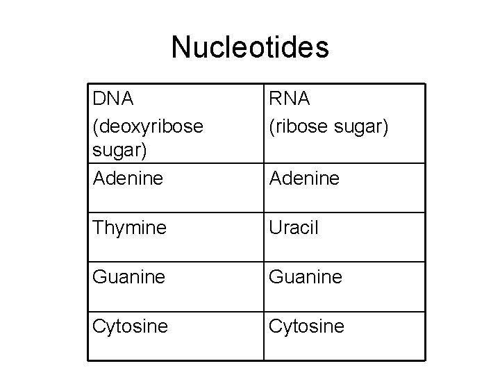 Nucleotides DNA (deoxyribose sugar) Adenine RNA (ribose sugar) Thymine Uracil Guanine Cytosine Adenine 