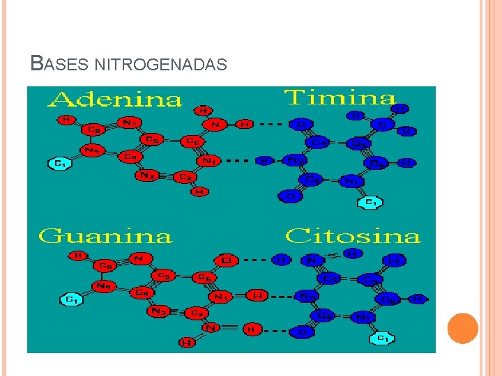 BASES NITROGENADAS 