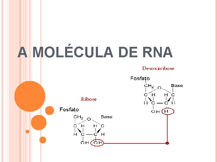 A MOLÉCULA DE RNA 