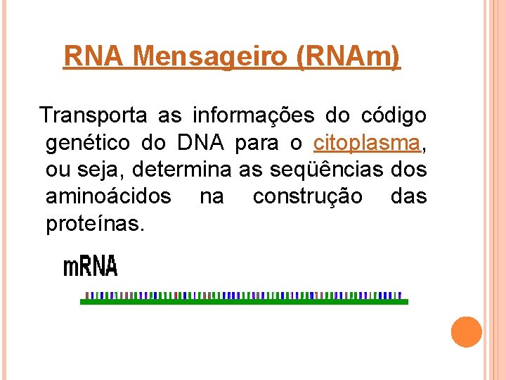 RNA Mensageiro (RNAm) Transporta as informações do código genético do DNA para o citoplasma,