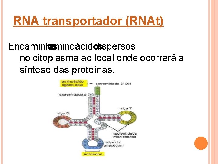 RNA transportador (RNAt) Encaminha os aminoácidos dispersos no citoplasma ao local onde ocorrerá a