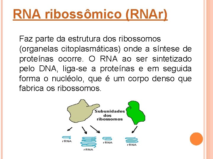 RNA ribossômico (RNAr) Faz parte da estrutura dos ribossomos (organelas citoplasmáticas) onde a síntese