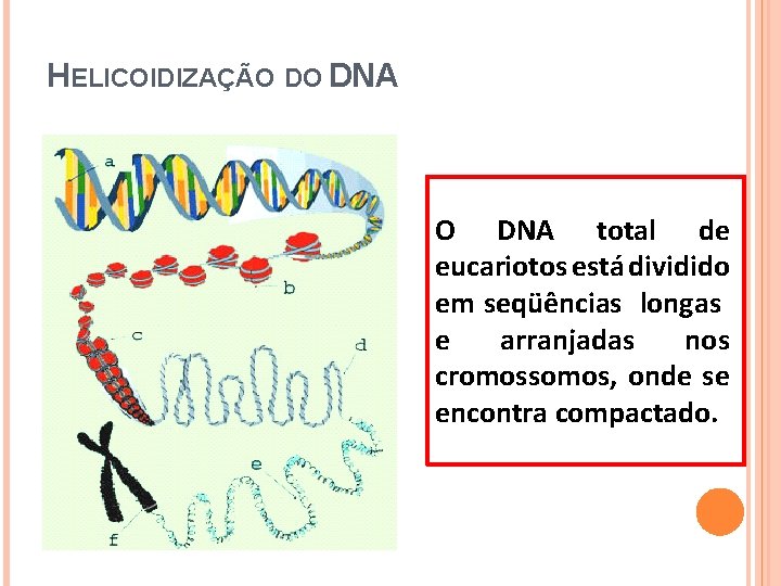 HELICOIDIZAÇÃO DO DNA total de eucariotos está dividido em seqüências longas e arranjadas nos