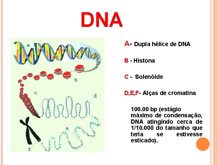 DNA A- Dupla hélice de DNA B - Histona C - Solenóide D, E,