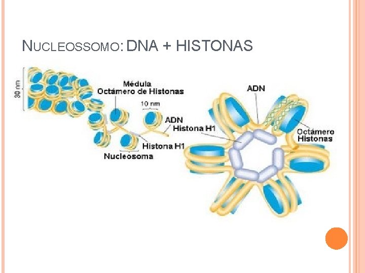 NUCLEOSSOMO: DNA + HISTONAS 