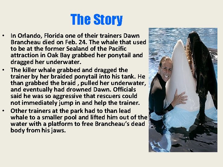 The Story • In Orlando, Florida one of their trainers Dawn Brancheau died on