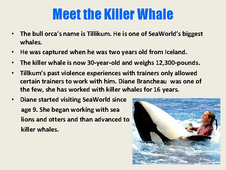 Meet the Killer Whale • The bull orca’s name is Tillikum. He is one