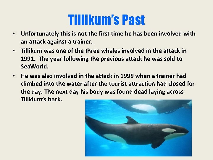 Tillikum’s Past • Unfortunately this is not the first time he has been involved