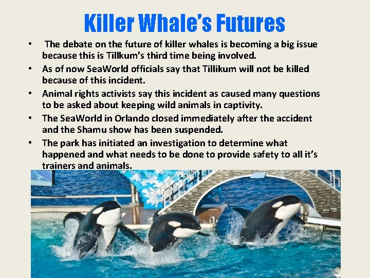 Killer Whale’s Futures • • • The debate on the future of killer whales