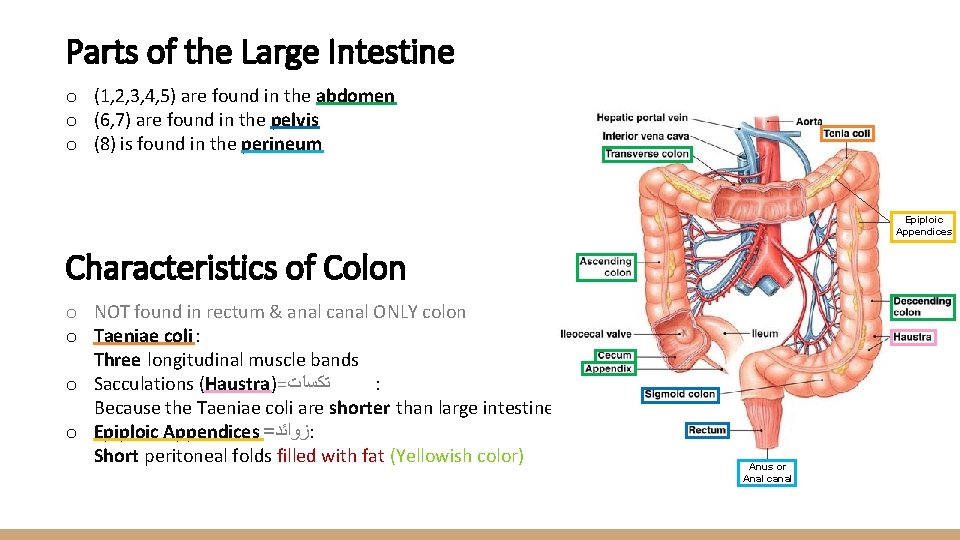 Parts of the Large Intestine o (1, 2, 3, 4, 5) are found in