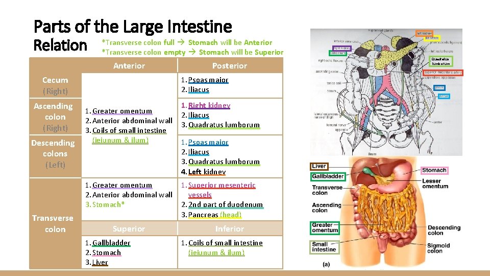 Parts of the Large Intestine Relation *Transverse colon full Stomach will be Anterior *Transverse