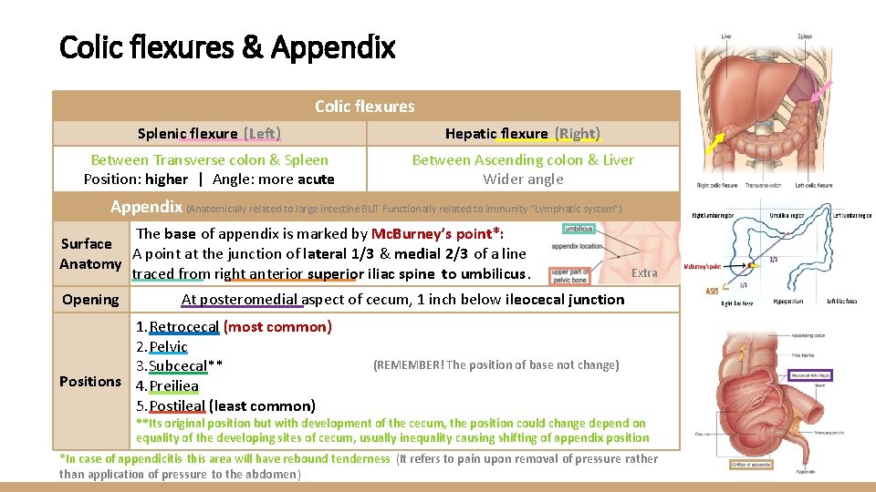 Colic flexures & Appendix Colic flexures Splenic flexure (Left) Hepatic flexure (Right) Between Transverse