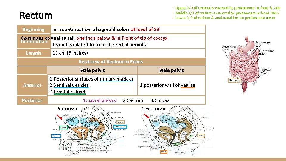 - Upper 1/3 of rectum is covered by peritoneum in front & side -